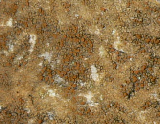 Caloplaca sp. - licheni da detreminare 3